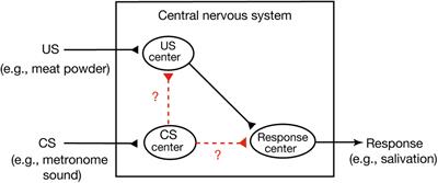 What Is Learned in Pavlovian Conditioning in Crickets? Revisiting the S-S and S-R Learning Theories